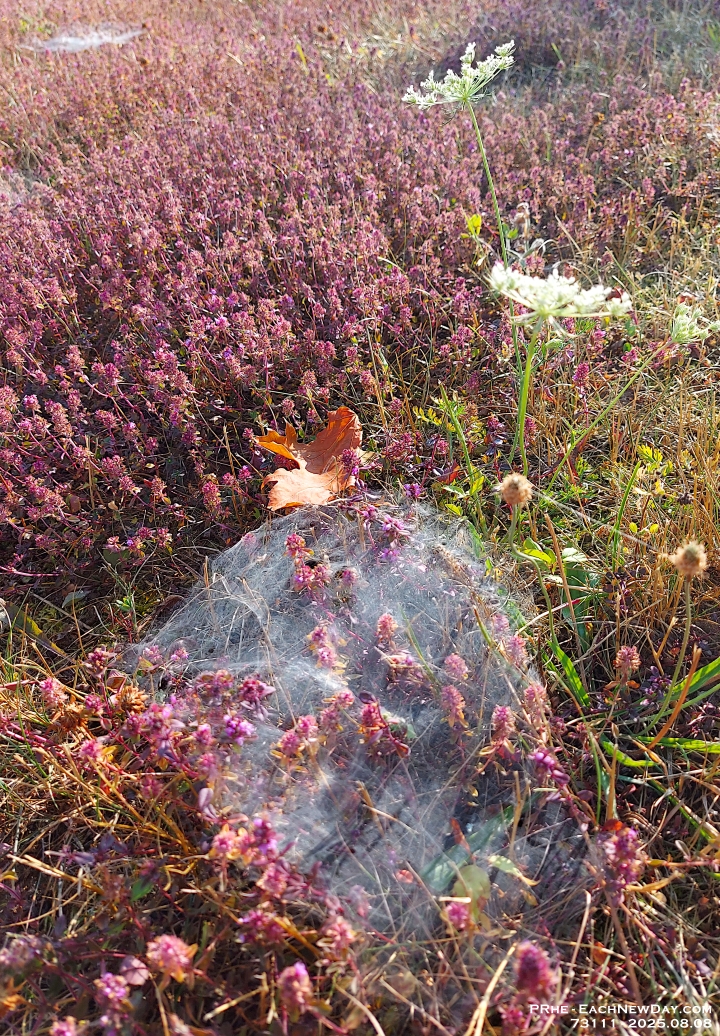 73111CrLeUsm - Beauty in the meadow - Clayt French Park